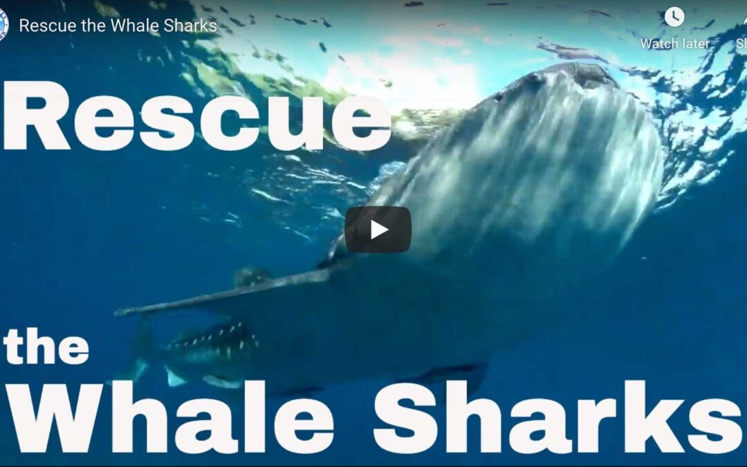 sauvetage de requin baleine