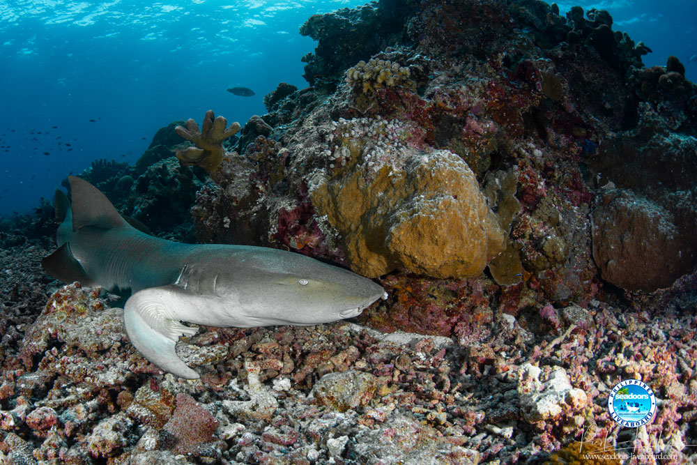 requin nourrice seadoors plongee philippines croisiere