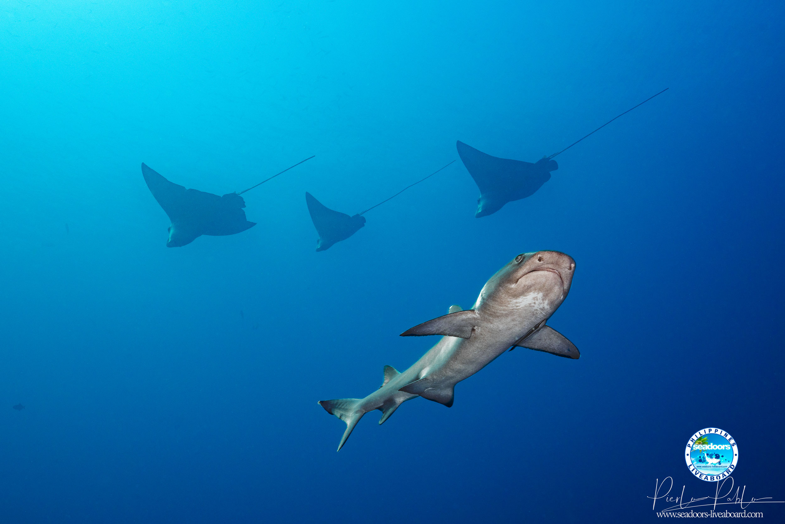 requin seadoors plongee philippines croisiere