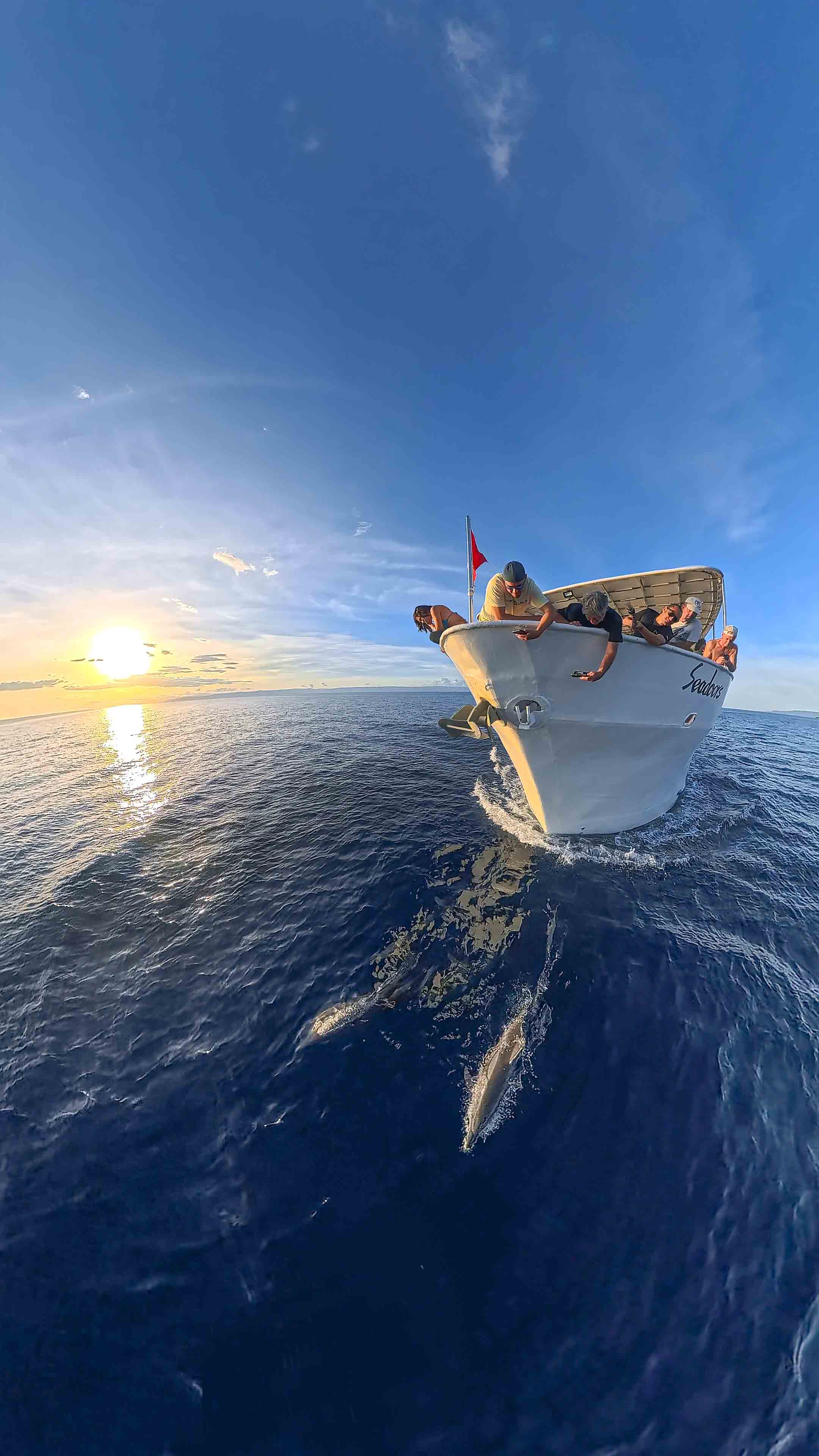 seadoors dolphins 360